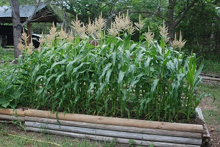 corn-patch183