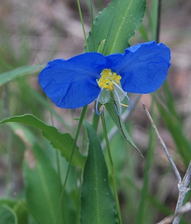 dayflower150