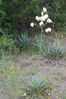 dry-woods-yucca263