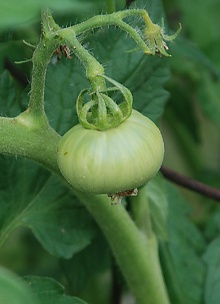 green-tomato180