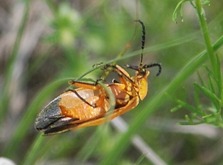 net-winged-beetle0401
