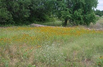 no-3-gabion-coneflowers235 no-3-gabion-coneflowers235