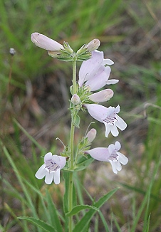 penstemon-cobaea161