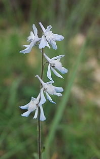 prairie-larkspur162