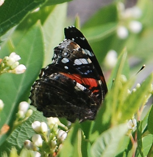 red-admiral296