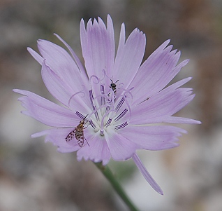 skeleton-plant-flower259