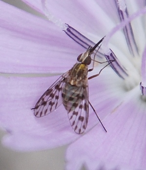 spot-winged-fly257