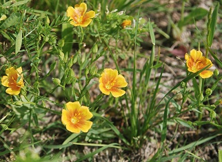 stiff-stem-prairie-flax058