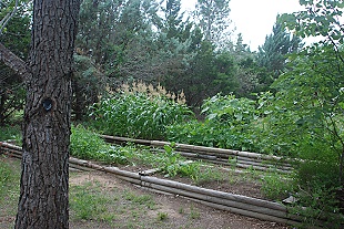 veg-garden175