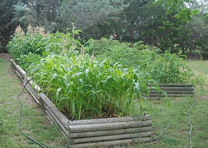 veg-garden176
