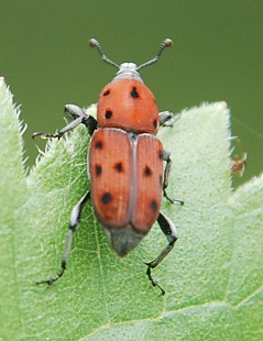 weevil2-on-sunflower123