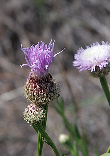 basketflower-bud007