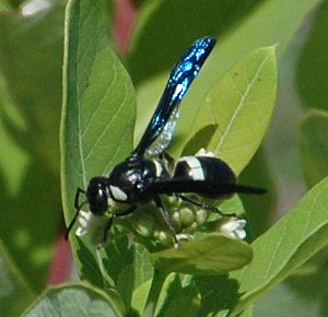 black-and-white_wasp-on-dogbane355