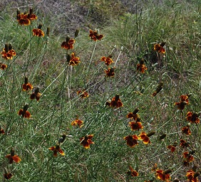 coneflower-group024