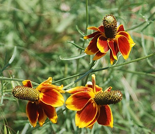 coneflowers026