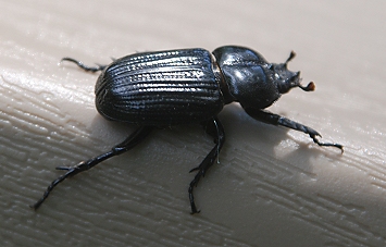 mystery-beetle225 mystery-beetle225