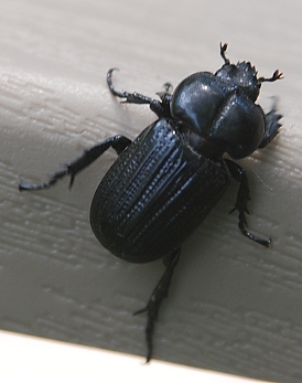 mystery-beetle226