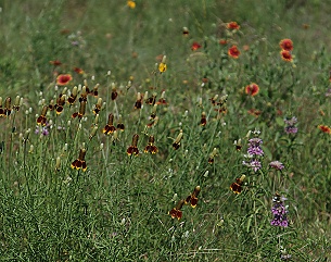 prairie-garden304