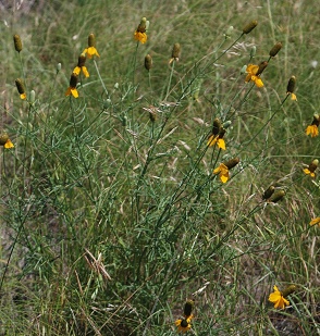 yellow-coneflower023