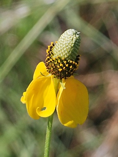 yellow-coneflower298