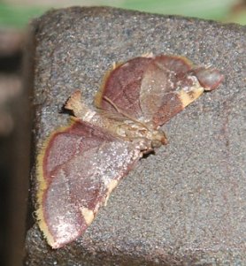 yellow-fringed-dolichomia-olinalis215 yellow-fringed-dolichomia-olinalis215