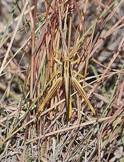 grasshopper-on-grass140