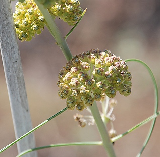 unk-milkweed-flowers141