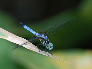 blue-dasher-m317