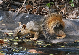 squirrel-w-acorn381