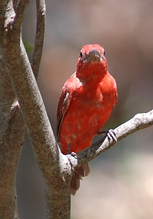 summer-tanager-m065