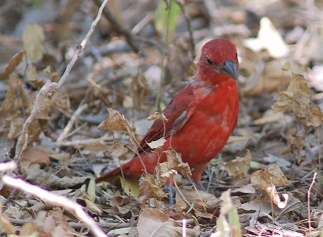 summer-tanager-m070