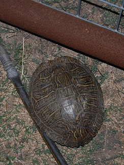 turtle-fence-dorsal-089