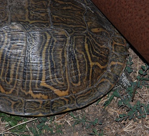 turtle-fence-lateral087 turtle-fence-lateral087
