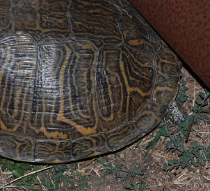 turtle-fence-lateral087