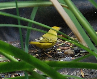 yellow-warbler362