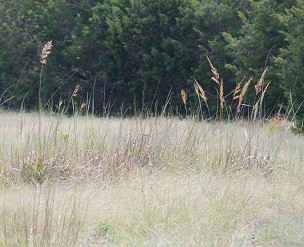 Indian-grass-seedheads234