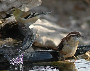 carolina_wren-and-goldfinch072