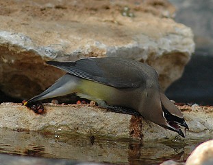 cedar-waxwing-drinking050