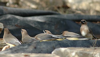 cedar-waxwings-drinking034