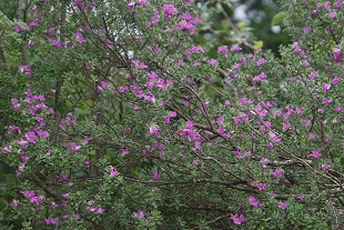 cenizo-flowering143