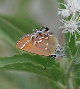 juniper-hairstreak255