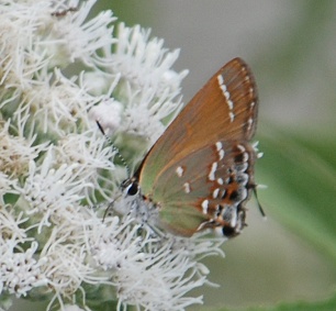 juniper-hairstreak257