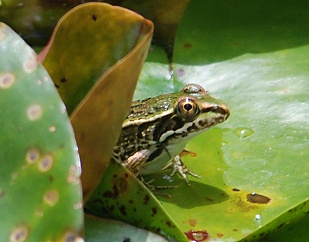 leopard-frog116