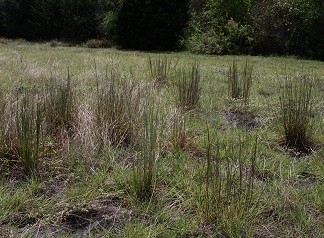 little-bluestem-west-grass233