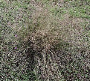 muhly-seedheads231