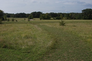 near-meadow-after-rain191