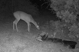 night_deer-at-water113 night_deer-at-water113