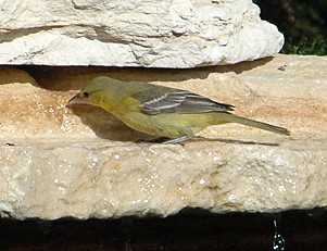 orchard_oriole_drinks128