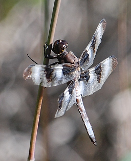 12-spotted-skimmer109