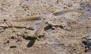 3-fish-hatchlings